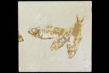 Fossil Fish Plate (Knightia) - Green River Formation #119511-1